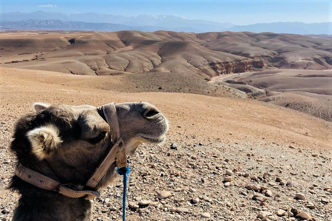 Agafay private desert tour with Camel ride & Quad biking